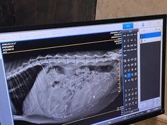-宠爱国际动物医院·消化内科·心肾内科·ISFM猫友好(望京店)