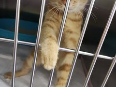 -瑞派康怡24h宠物医院·犬猫医疗中心·微创绝育(瑞景分院)