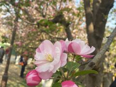 -海棠花溪(元大都城垣遗址公园)