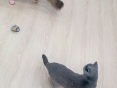 -1013 PET SHOP 宠物商店(近铁城市广场店)