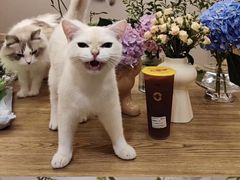 -茉酸奶(春熙路店)