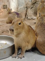 -Zoolung Zoolung动物主题公园(海信广场店)