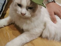 -滚猫咖啡·猫咖·猫友好撸猫(未来城店)