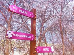-桃花堤公园