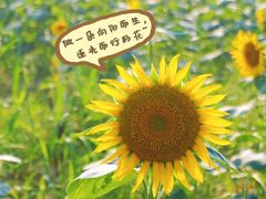 -光明小镇欢乐田园