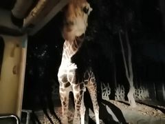 -清迈夜间动物园