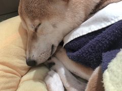 -逗柴咖啡屋·狗咖猫咖宠物桌游