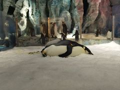 -帝企鹅自助餐厅•儿童岛•真企鹅(长隆企鹅酒店)