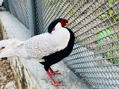 -燕塞湖鸟语林景区