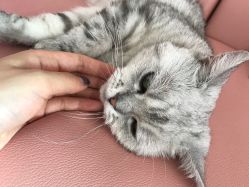 -型走Symbol造型