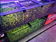 -中环花鸟鱼虫市场