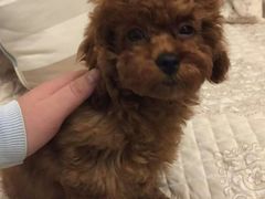 -惠康宠物医院(华能路店)