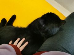 -猫在这儿猫咪咖啡馆·撸猫馆