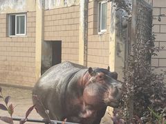-合肥野生动物园