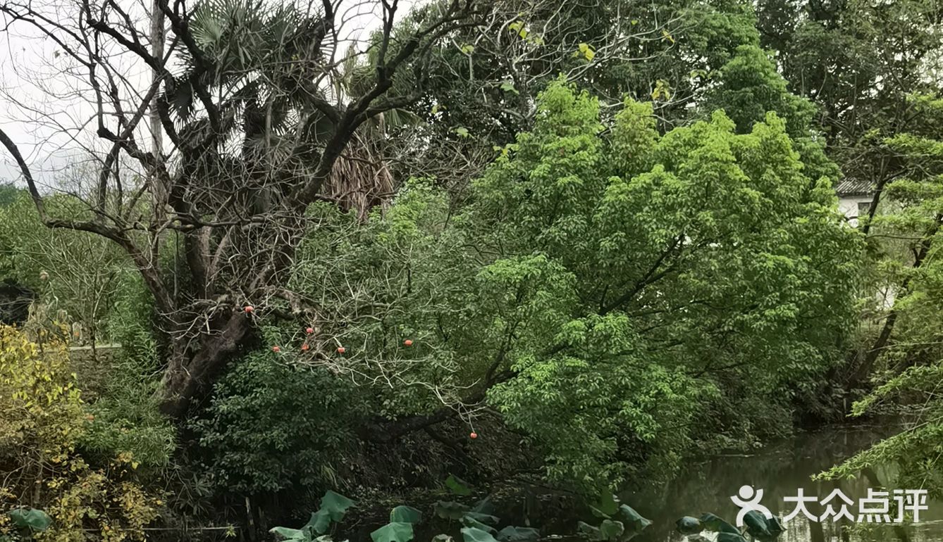 西溪探幽 十里芳菲