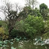 西溪探幽 十里芳菲