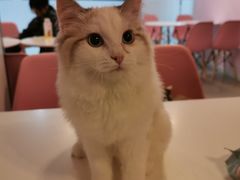 -三花喵·撸猫购宠·宠物生活馆(虹桥南丰城店)