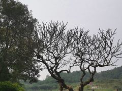 -番禺大夫山森林公园