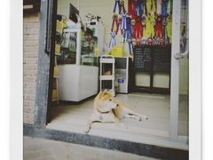 门面-柴犬高等学院·狗咖·柴犬售卖·宠物训练