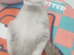 -糯米喵星人·撸猫猫舍咖啡馆(西市场嘉华店)