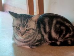 -藏猫猫咖啡主题馆(中央大道店)