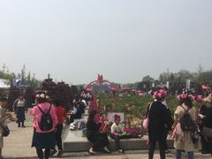 -曹州牡丹园