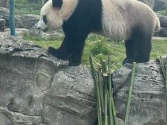 -武汉动物园
