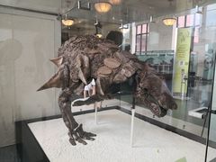 -美国自然历史博物馆