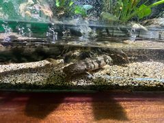 -太平洋海底世界