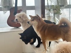 -共舞时光猫咖·狗咖(新街口店)