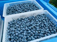 -金谷域澳洲庄园