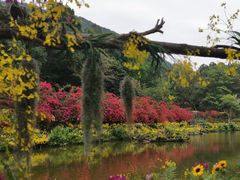 -深圳仙湖植物园