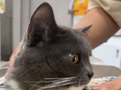 -东莞宠友24H宠物中心医院·转诊夜诊·异宠(新河北路院)