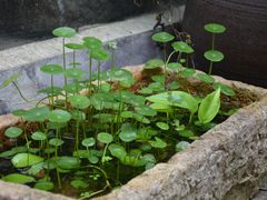 -玉女潭景区
