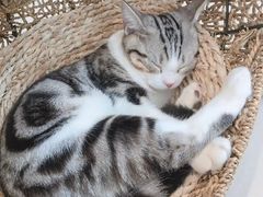 -飞行喵MR PILOT|猫舍·猫咖(静安大融城店)