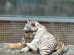 -西霞口神雕山野生动物世界