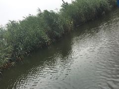 -白洋淀锅里口灶台鱼