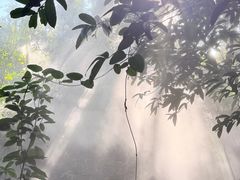 -西双版纳原始森林公园