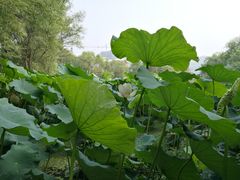 -长兴太湖图影湿地文化园