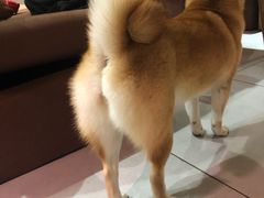 -柴务处·柴犬主题狗咖
