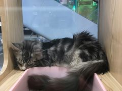 -屋虎猫馆(宝安大仟里店)