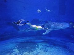 -烟台海昌鲸鲨海洋公园