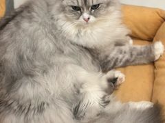 -Let's go狗咖·猫咖·奶狗·桌游(春熙路IFS店)