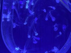 -海合安武汉极地海洋公园