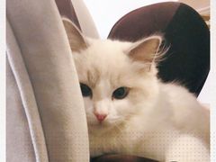 -猫猫幼稚园·撸猫·桌游·电玩