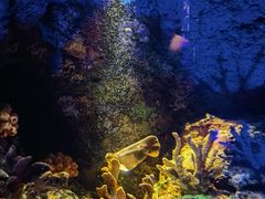 -上海海洋水族馆