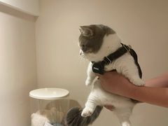 -东方名猫馆·英短金渐层布偶猫舍(环线广场1号楼店)