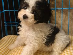 -翊宠yipet猫狗购宠庄园犬舍•猫舍