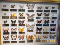 -上海昆虫博物馆