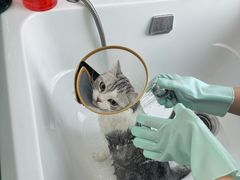 -爱洗澡的猫(望京店)
